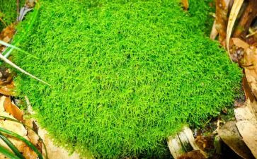 有关苔的作文5篇