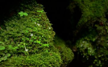 幼儿古诗苔教案优秀6篇