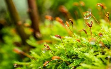 苔的作文优秀6篇