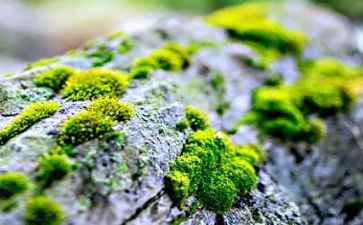苔读后感作文800字模板7篇