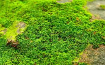 苔的读后感作文800字优质8篇