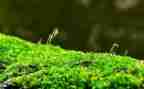 苔的作文推荐5篇