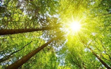 幼儿园大班语言种太阳教案6篇