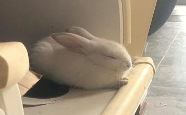 兔子的我作文模板7篇
