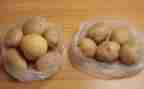 种土豆作文300字8篇
