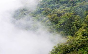 写晨雾的作文400字5篇