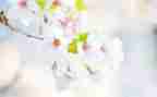 2024幼儿园五月份工作计划优秀7篇