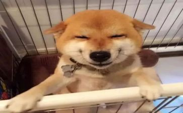 笑猫作文读后感7篇