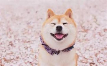 幼儿小班笑教学反思精选8篇