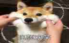 关于笑的作文100字5篇