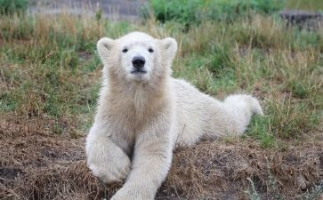 小熊过桥大班教案7篇