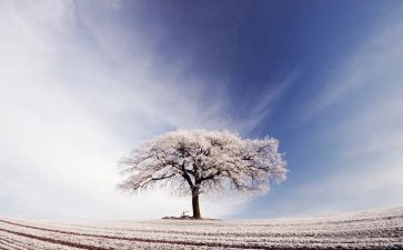 我爱冬季的雪作文8篇
