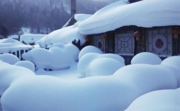 雪狼王读后感6篇