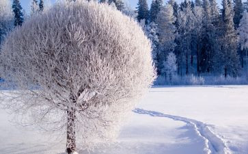大班小雪节气教案7篇