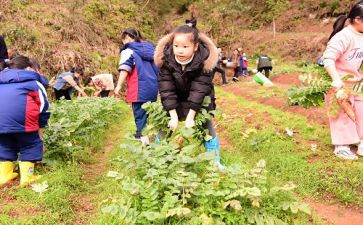 小学农村校长述职报告7篇