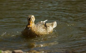 《丑小鸭》读后感范文5篇