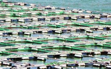 代养殖合同推荐5篇