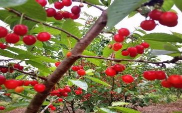 雨中的樱桃花作文6篇
