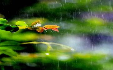 描写雷雨的好作文5篇