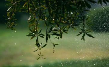 雨的教学反思5篇