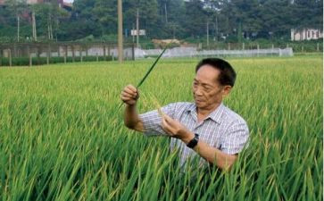袁隆平23事作文7篇