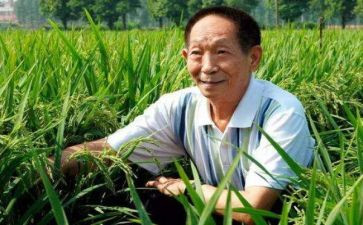 致敬袁隆平作文推荐5篇