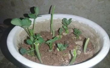 幼儿园培训研修总结5篇