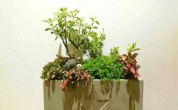 幼儿园艺术节活动方案8篇