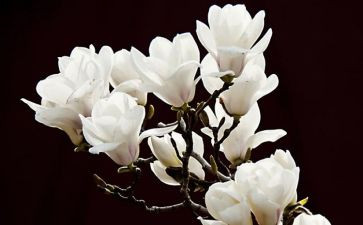 广玉兰树的作文精选7篇