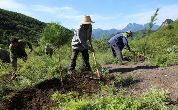 植树造林保护环境演讲稿6篇