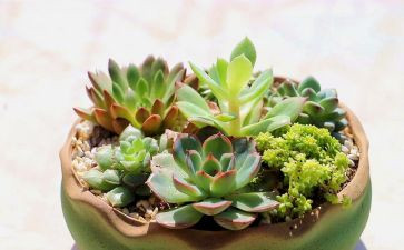种植物作文500字7篇