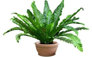 中班植物角教案6篇