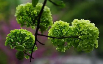 植物和水教学反思6篇