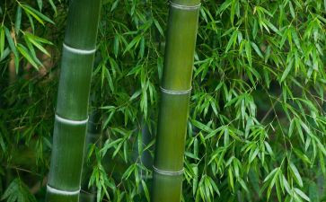 《竹》的读后感60字6篇